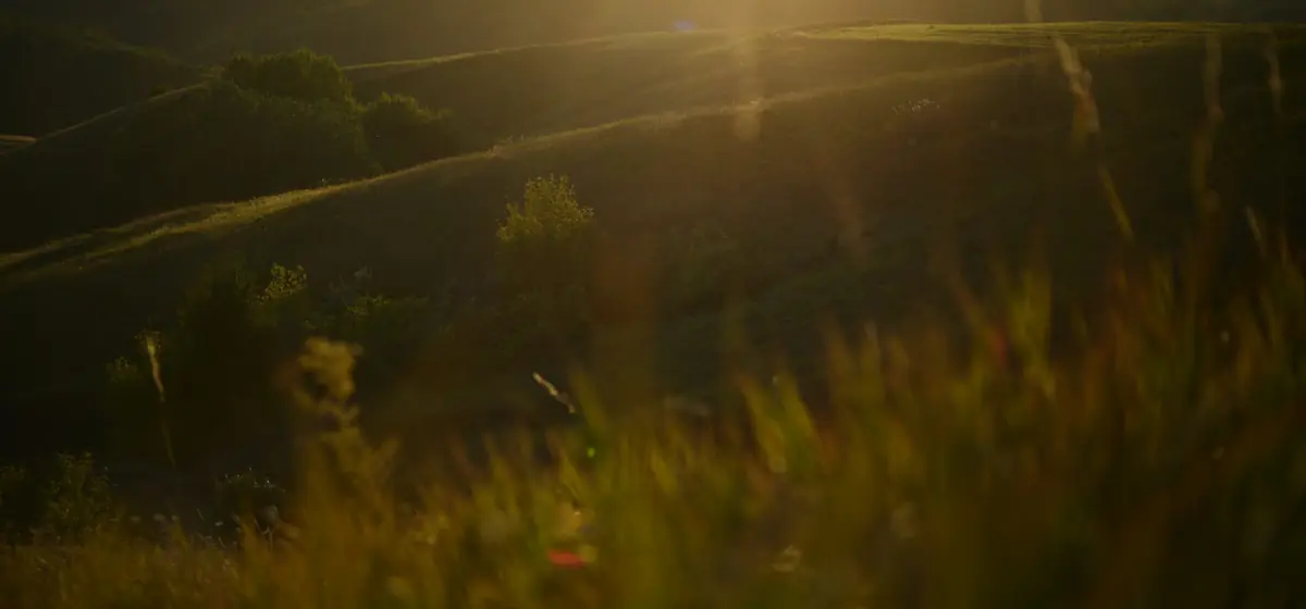 Rolling fields in warm evening light